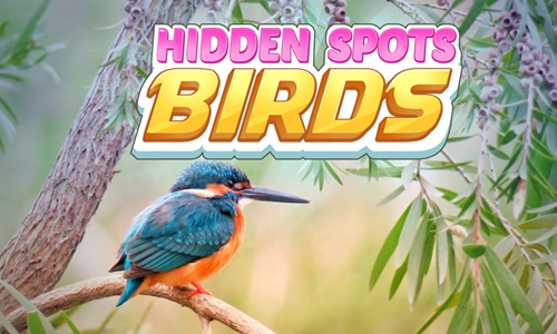 Hidden Spots - Birds